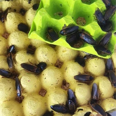Dubia Roaches для ящірок