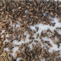 Невеликі цвіркуни з заморожуванням
